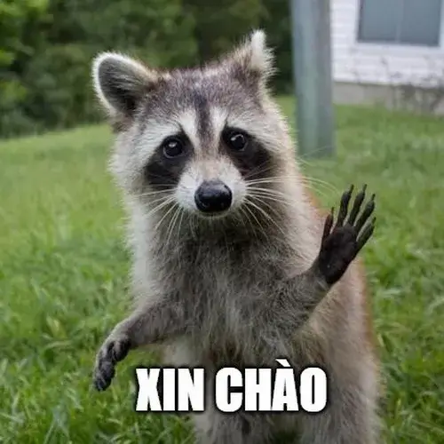 Meme Shiba chào buổi sáng, dễ thương muốn xỉu