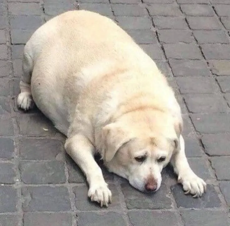 Meme chó cô đơn, ngồi thẫn thờ