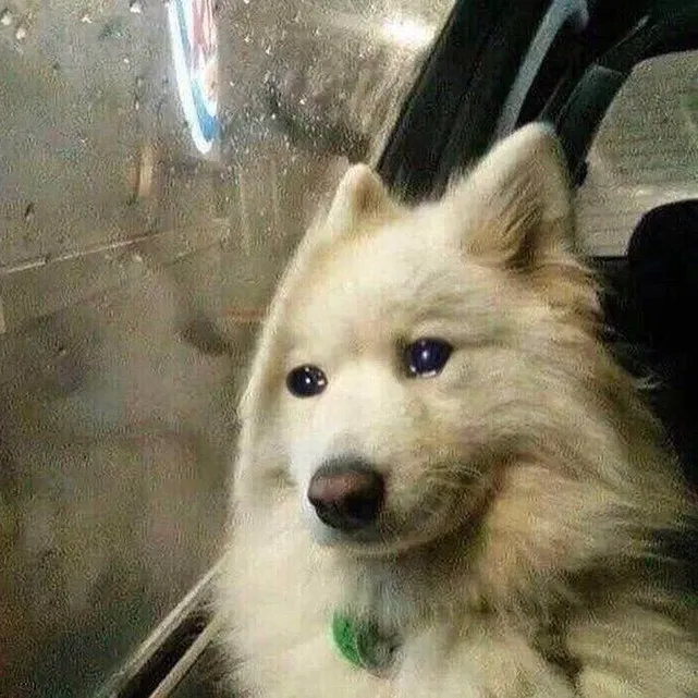 Meme chó buồn hiu, ánh nhìn chất chứa tâm tư.