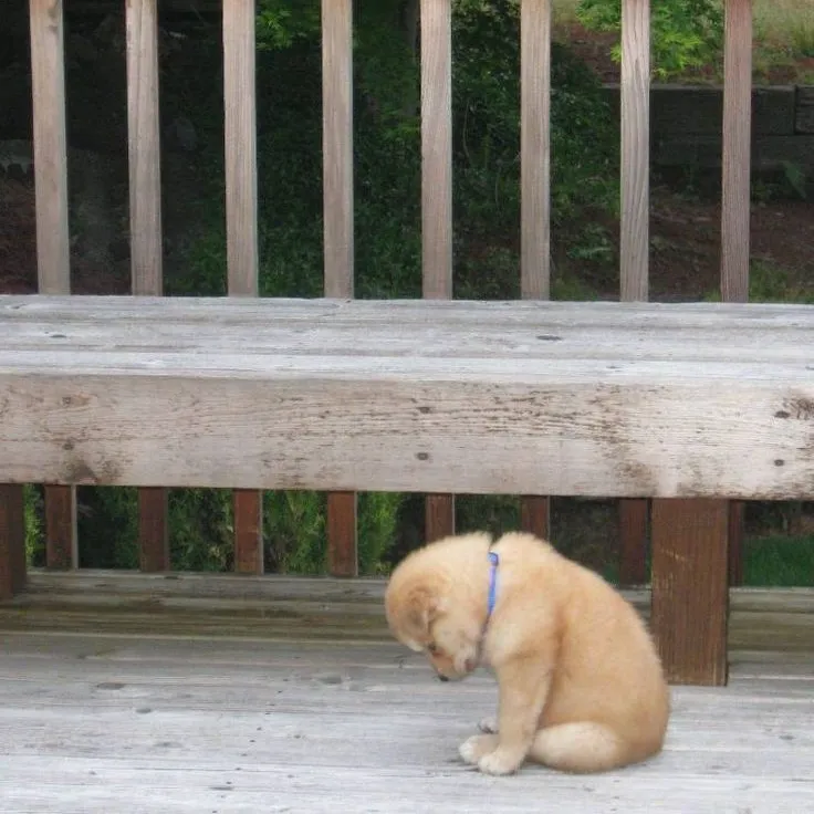 Chú chó tủi thân, ngồi lặng lẽ một mình.