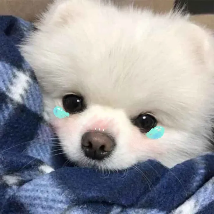 Hình chế chó buồn, đôi mắt rơm rớm khóc