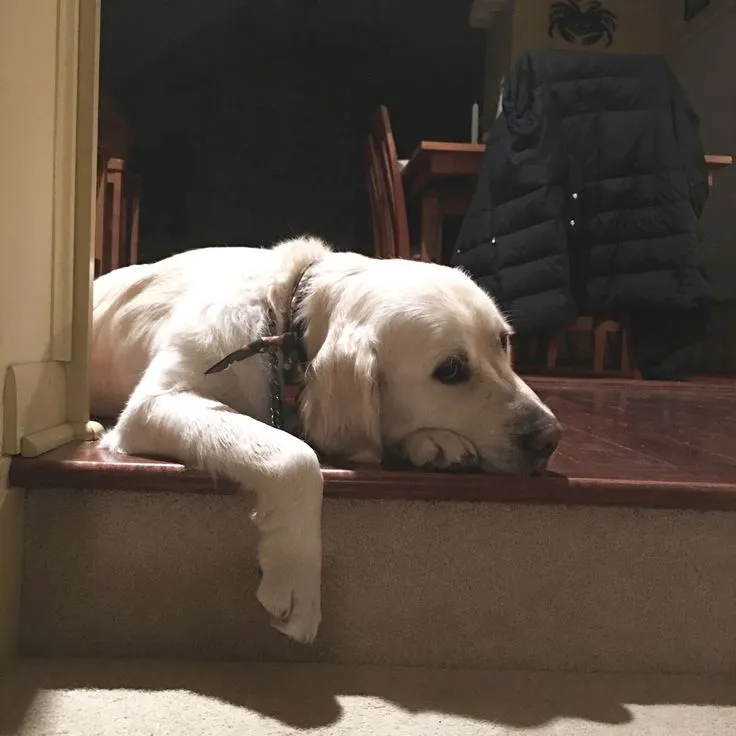 Meme chó sầu muộn, lòng ngổn ngang nỗi niềm.