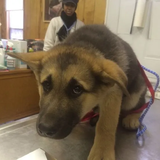 Meme chó buồn man mác, lòng như nặng trĩu.