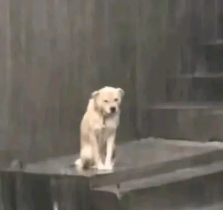 Chó buồn lặng lẽ, ngồi dưới mưa