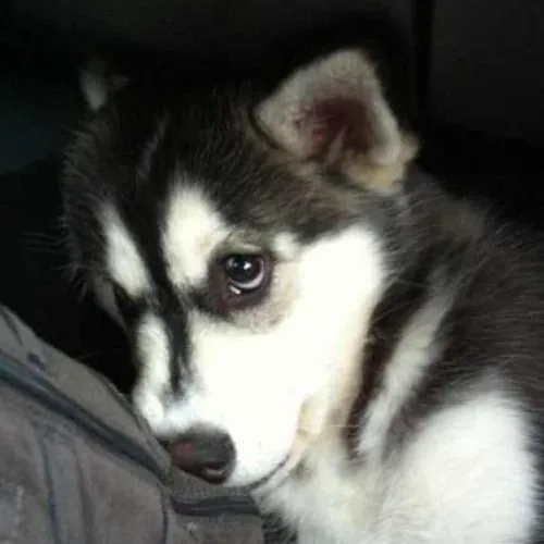 Meme chó buồn thiu, nét mặt nhạt nhòa.