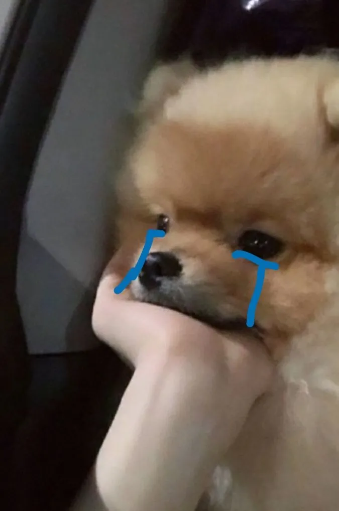 Hình chế chó cô độc, chống cằm suy tư