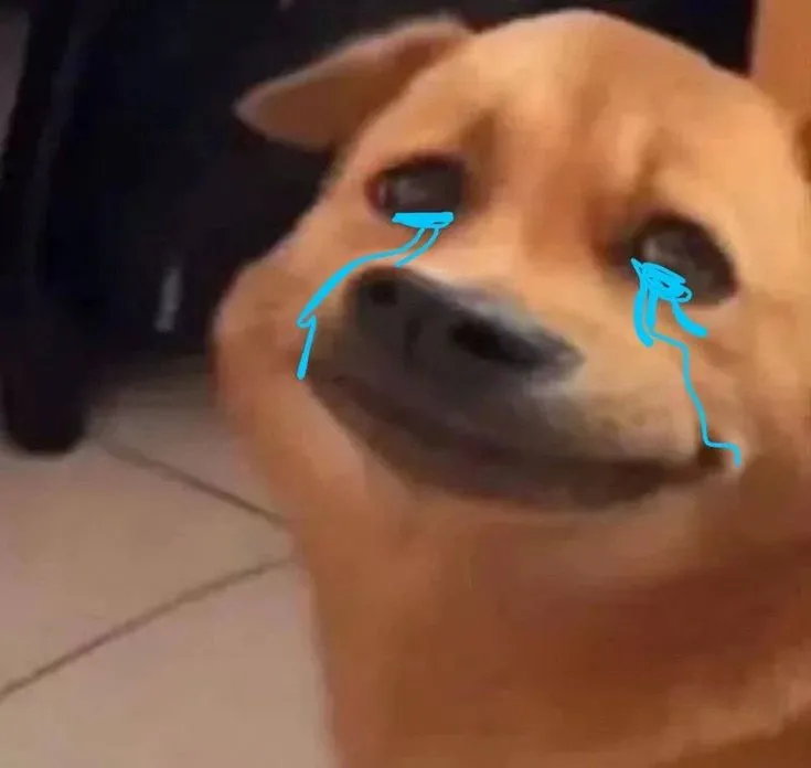 Chú chó buồn đau, ánh mắt đỏ hoe.