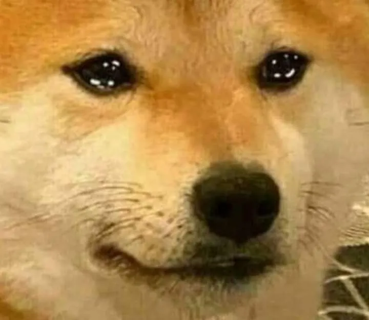 Shiba Inu với đôi mắt đang trào trực nước mắt