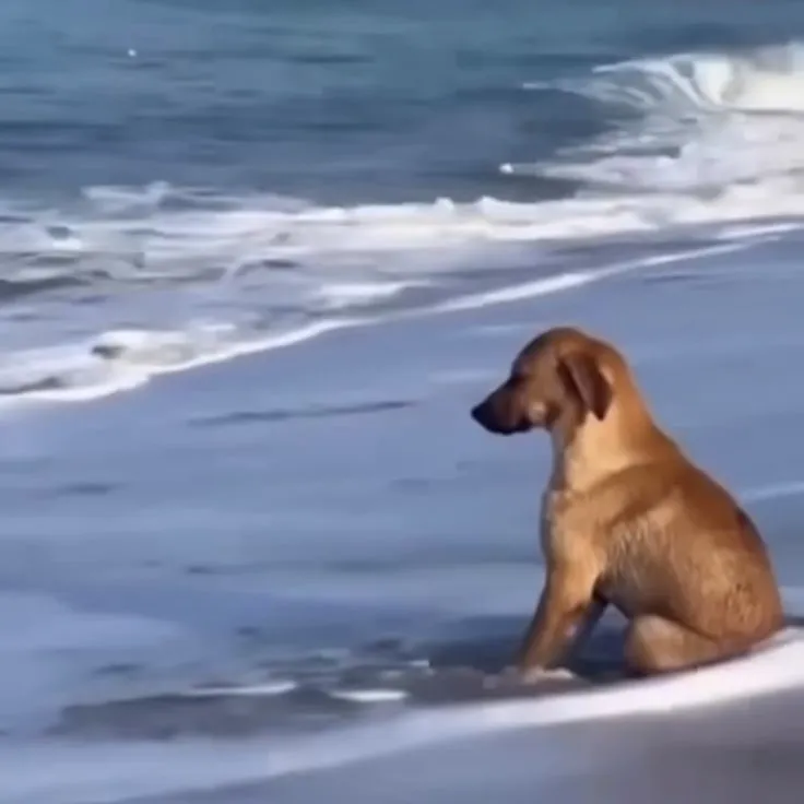 Hình chế chó buồn, ngồi một mình trên biển