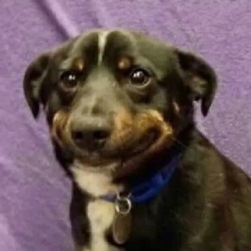 Meme chó cô đơn, ánh mắt vô hồn.