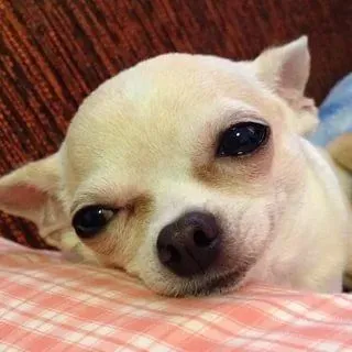 Hình chế chó thương cảm, ánh nhìn xa xăm.