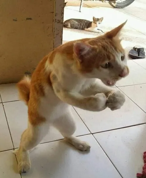 Bộ ảnh meme đấm viral nhất mạng xã hội – cười xỉu với độ “gắt mà vui”