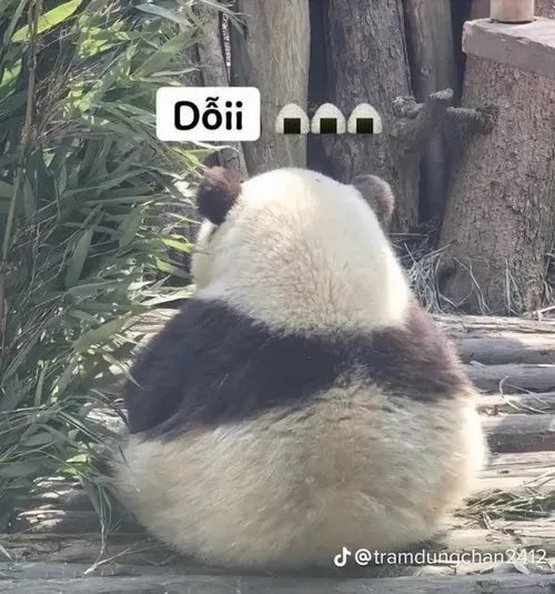 Meme gấu trúc dỗi cute nhìn phát là muốn dỗ liền
