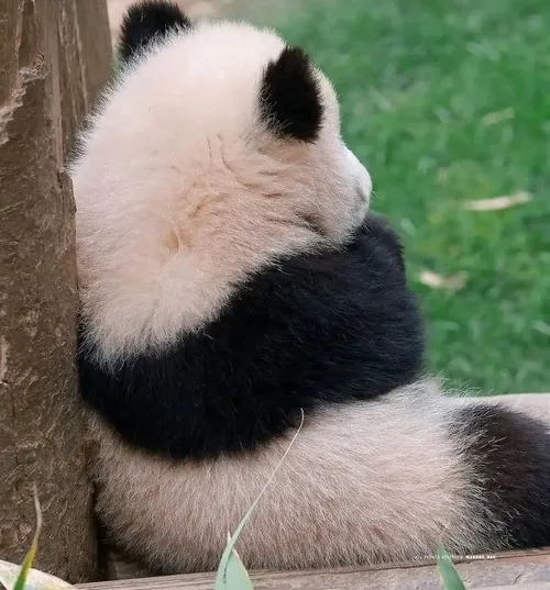 Ảnh troll hờn dỗi kiểu “tôi không thèm nữa đâu”