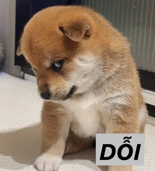 Meme dỗi phồng má siêu dễ thương, nhìn là tan chảy