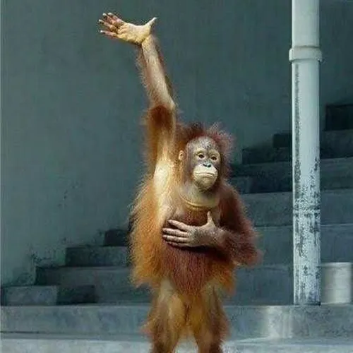 Ảnh chế giơ tay xin ý kiến chuẩn dân mạng