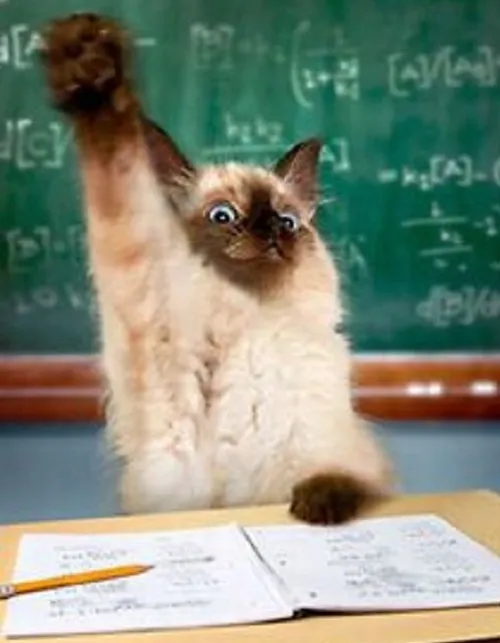 Ảnh chế con mèo giơ tay kiểu “cho em nói”