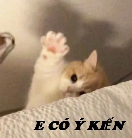 Hình troll mèo giơ tay xin phát biểu bá đạo