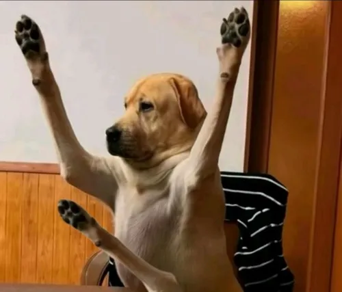 Hình troll dân mạng giơ tay xin nói