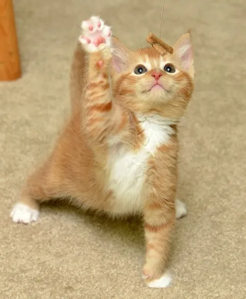 Khi học sinh chăm ngoan hóa meme siêu hot