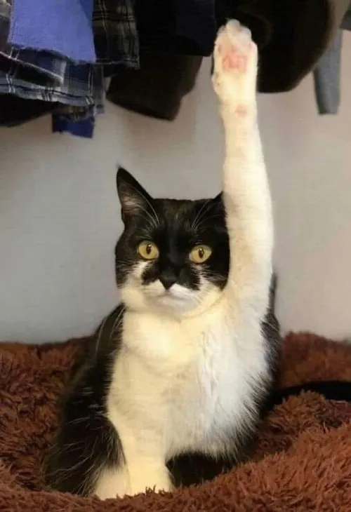 Meme giơ tay xin phát biểu cực hài