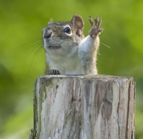 Ảnh troll học sinh giơ tay xin phép