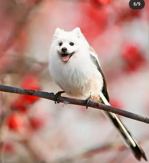 Meme lợn rừng nhìn đời bằng ánh mắt sâu cay