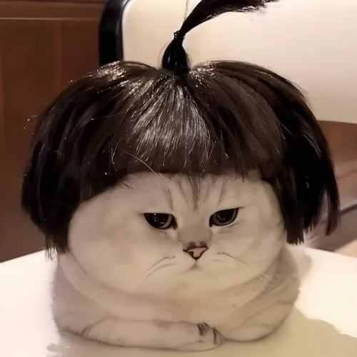 Meme ếch ngồi thiền nhìn đời vô định