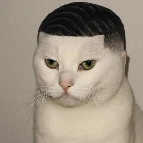 Meme gấu trắng đang stress vì mùa đông tới