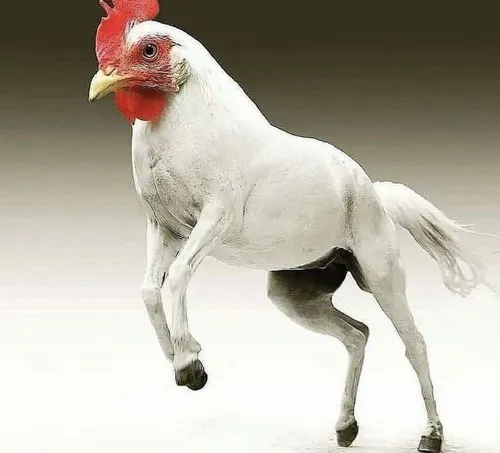 Meme hải cẩu cười ngất vì trò hề của bạn