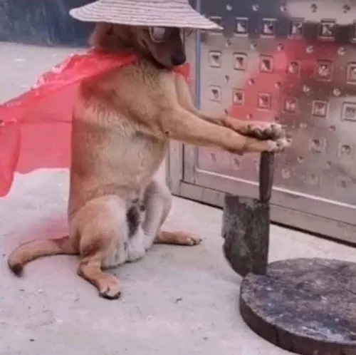 Meme chuột bối rối khi bị bắt quả tang