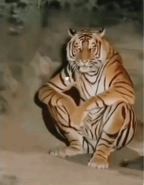 Hình chế gà mái loạn óc vì con không nghe