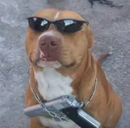 Meme cú vọ “ta biết hết nhưng không nói đâu”