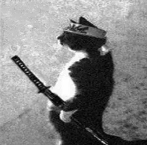 Meme mèo ngáo đang suy tư về cuộc đời