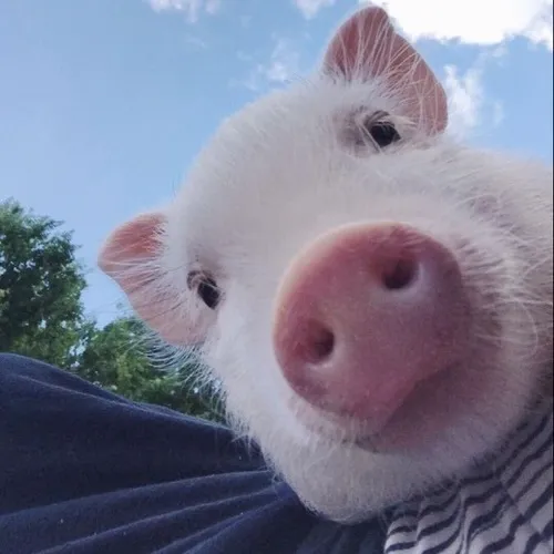 Hình troll cá sấu khóc vì bị chia tay