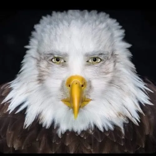 Meme báo đen liếc nhẹ cũng đủ sát thương