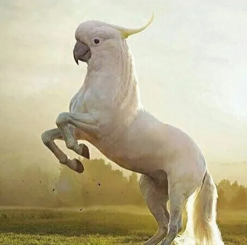 Hình chế cá vàng quên hết mọi thứ vừa nghĩ