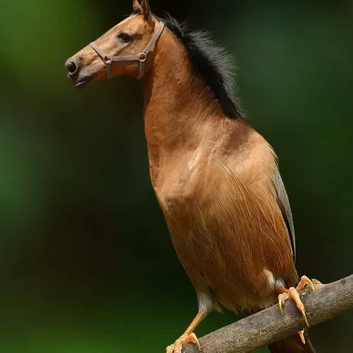 Ảnh troll khỉ tinh nghịch giả vờ nghiêm túc