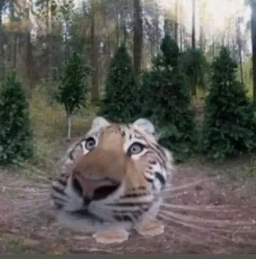 Meme hổ mập “thất thần” khi thấy đồ ăn rơi