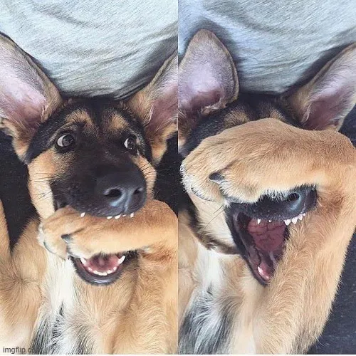 Khám phá 40+ Meme Xấu Hổ cảm giác bẽ mặt muốn độn thổ đang viral khắp cộng đồng mạng