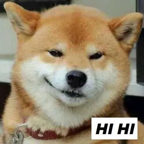 Ảnh vui biểu cảm chó Shiba hihi lan tỏa năng lượng tươi mới.