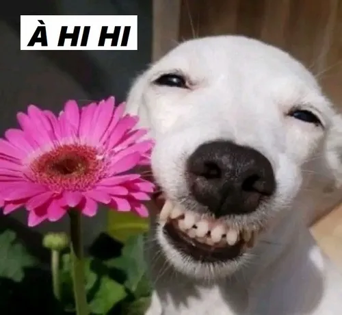 Meme vui icon cười cực đáng yêu.