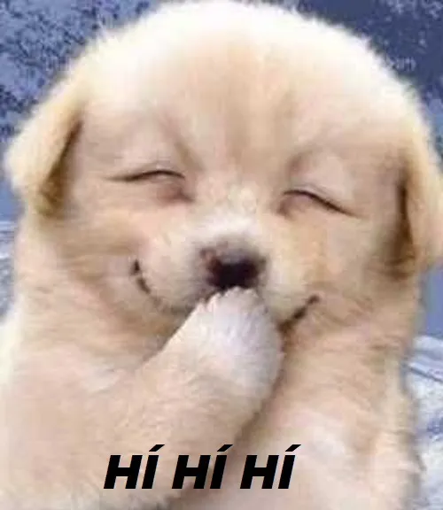 Ảnh troll hihi bắt nhịp bình luận vui.