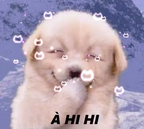 Meme chó con hihi nhẹ nhàng mà đọng cảm xúc lâu.
