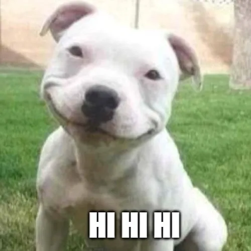 Meme chế chú chó cười hihi bắt trend cực nhanh trên TikTok.