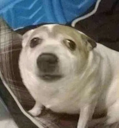 Meme bàng hoàng dùng trong group chat khi nghe tin quá bất ngờ