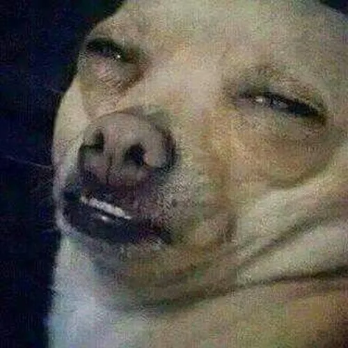 Khi gương mặt chó bối rối trở thành biểu tượng meme hoang mang mạng xã hội