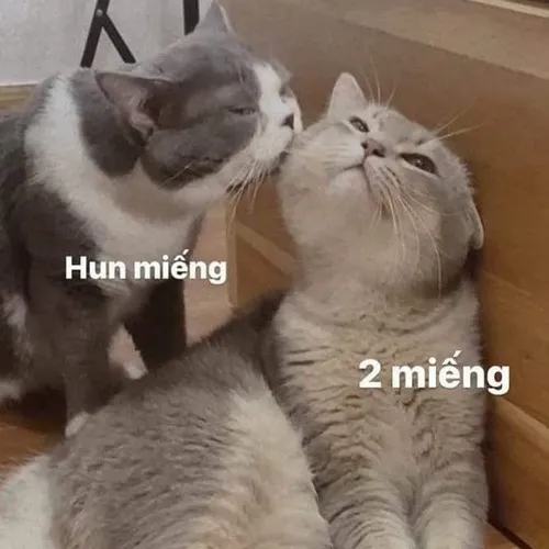 Hình troll mèo hôn cực đáng yêu luôn