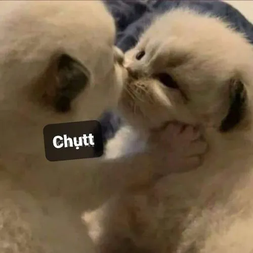 Meme hài chó hôn kiểu “chỉ thử thôi mà run”