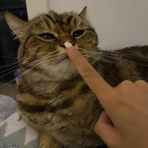 Ảnh troll thần thái ngậm miệng lại thôi.